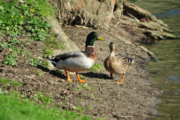 Duck of exit to the sun