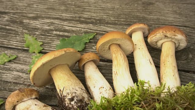 white mushrooms with moss on a wooden table