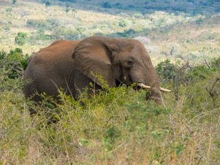 male African bull elephant
