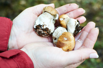 female hands holding fresh mushroom boletus 