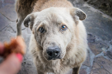 Fototapeta premium Big homeless hungry dog with sad eyes begs for food. A woman's hand stretches a piece of meat to a homeless dog. The concept of stray dogs, a shelter for animals, caring for pets