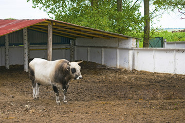 Breeding black and white bull on the farm. Tribal bull in the cattle pen