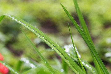 Drops of Water on green Leaves after Rain