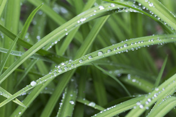 Drops of Water on green Leaves after Rain