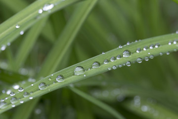 Drops of Water on green Leaves after Rain