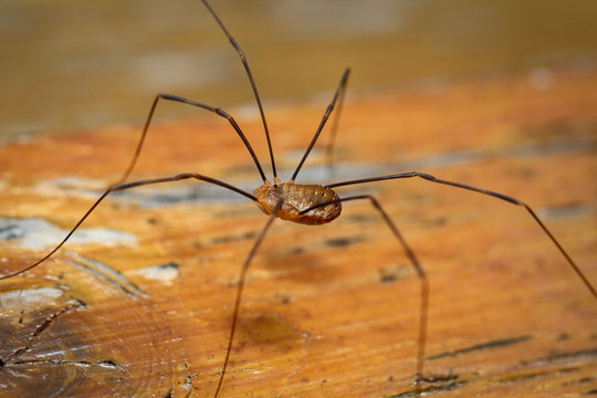 Weberknecht auf Holz, Spinne, Natur