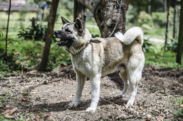 Perro ladrando/Dog barking