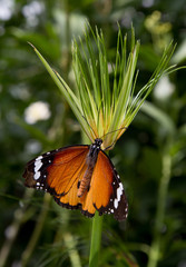 Nice butterfly in the Volcji Potok arboretum, Slovenia