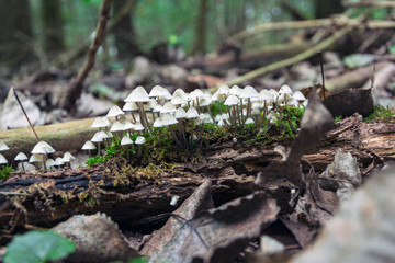 Small white Mushrooms in the Forest