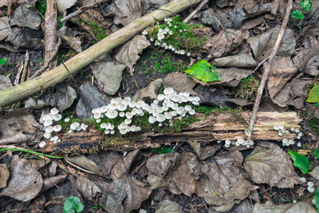 Small white Mushrooms in the Forest