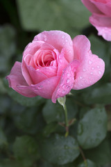 Detail of the pink Rose with Rain Drops