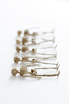 five skeletons on white