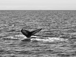 Fototapeta premium humpback whale tail