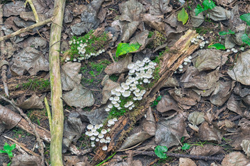 Small white Mushrooms in the Forest