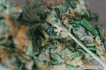 marijuana, cannabis macro trichomes thc flower Sativa and Indica. Concepts the legalization of...