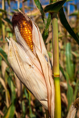 Corn ears of grain crops.
