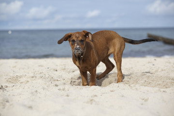 Hundewelpe am Strand