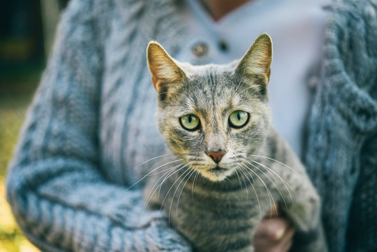 Portrait of cat held by woman