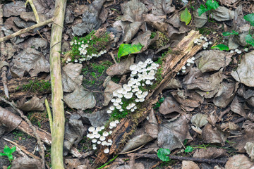 Small white Mushrooms in the Forest
