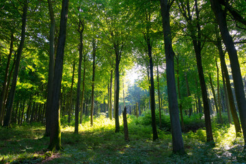 ancient beech forest, ruegen