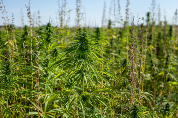 Industrial hemp field