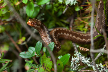Young common European viper, adder,  Vipera berus.