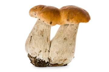 Boletus mushrooms isolated on white