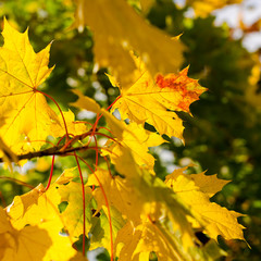 Beautiful autumn background with green and yellow leaves