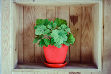 green plant on the wooden background wall