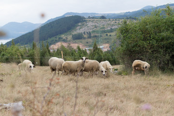Obraz premium Livestock farm, flock of sheep eating
