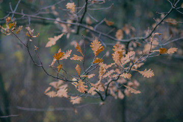 autumn themes for background