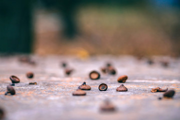 autumn themes for background