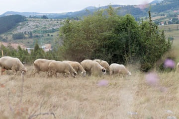 Fototapeta premium Livestock farm, flock of sheep eating