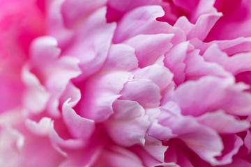 Blooming pink Peony. Beautiful pink Peonie flower. Peonies in the garden. Macro