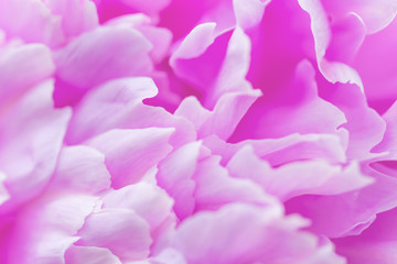 Blooming pink Peony. Beautiful pink Peonie flower. Peonies in the garden. Macro