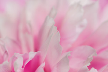 Fototapeta na wymiar Blooming pink Peony. Beautiful pink Peonie flower. Peonies in the garden. Macro