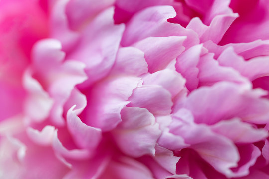 Blooming pink Peony. Beautiful pink Peonie flower. Peonies in the garden. Macro © Bokehstore