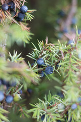 Bilberry in the forest. Shallow depth of field. Selective focus on the right berry. Macro shot.
