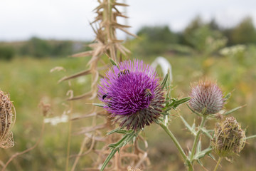 Giant Onion (Allium Giganteum) blooming