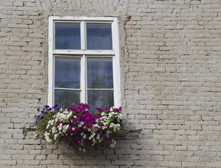 Fototapeta na wymiar white window with flower box with colorful geranium on cream white beige brick wall background