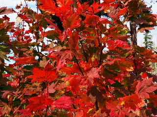 Bright red maple leaves show off their splendid fall colors in the high mountains of Oregon