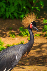 Eastern crowned crane, Balearica regulorum, close up