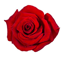   Red  rose isolated on white
