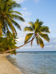 Fototapeta na wymiar inselparadies mit palmen und strand