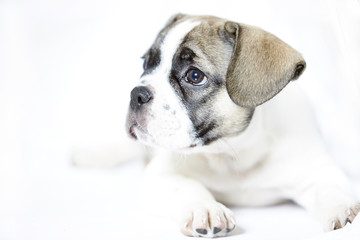 Süsser Bulldog Welpe 4 Monate alt