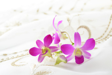 Obraz na płótnie Canvas 奇麗な蘭の花