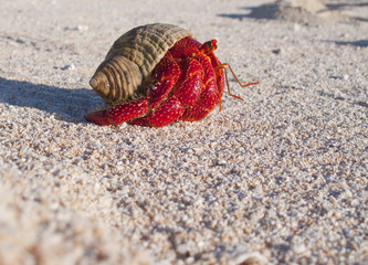 Kokoskrabbe im Haus einer Seeschnecke
