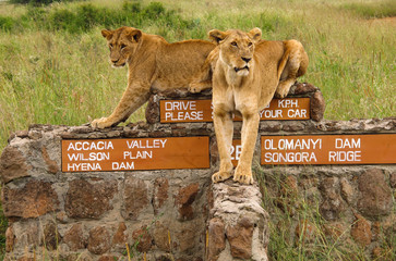 Lions resting on road sign in Nairobi National Park in Kenya - obrazy, fototapety, plakaty