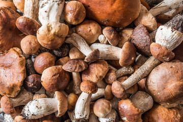 a lot of mushrooms boletus and red-capped scaber stalk lie a bunch