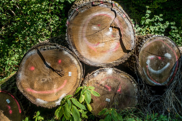 Baumstämme im Wald